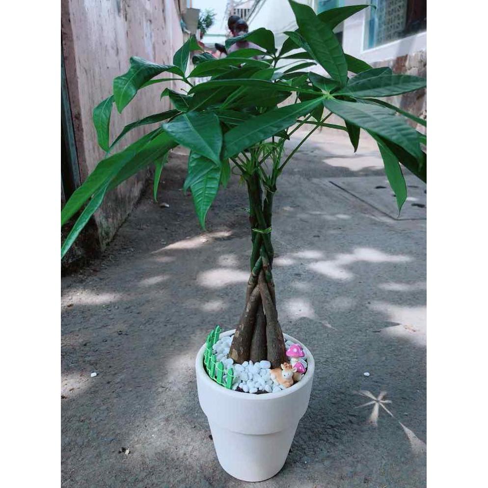 Chậu kim ngân thắt bím 5 thân Bán Chạy