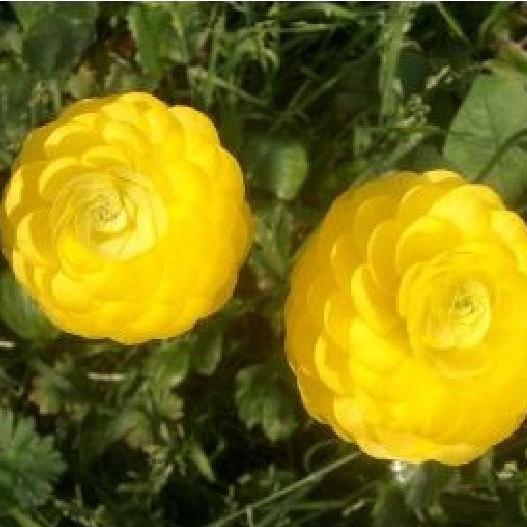 Hạt giống hoa hồng ri ba tư nhiều màu-1 gói 20 hạt
