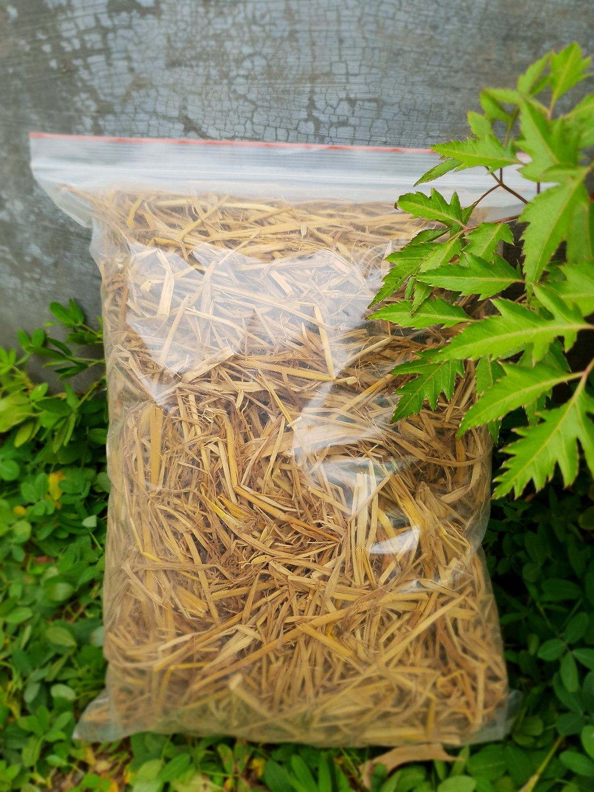 Rơm khô tự nhiên ECO Straw.100% tự nhiên.Làm vườn - Trang trí - Làm giá thể trồng nấm.Đóng gói 1Kg