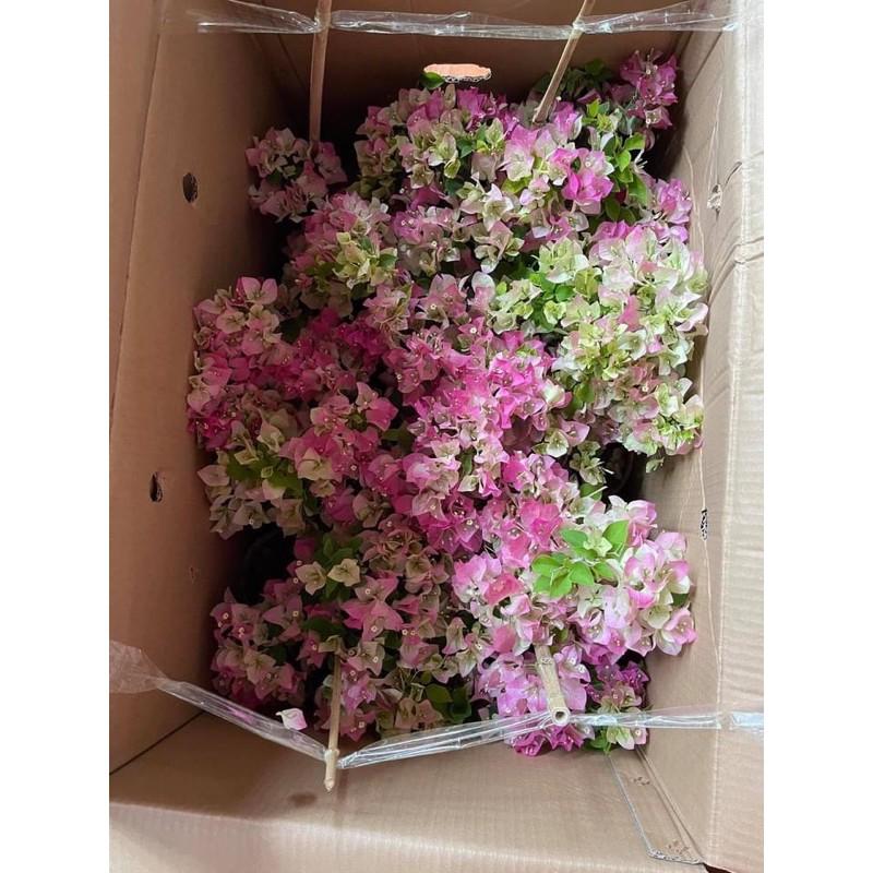 HOA GIẤY PHỚT HỒNG CÂY SẴN HOA