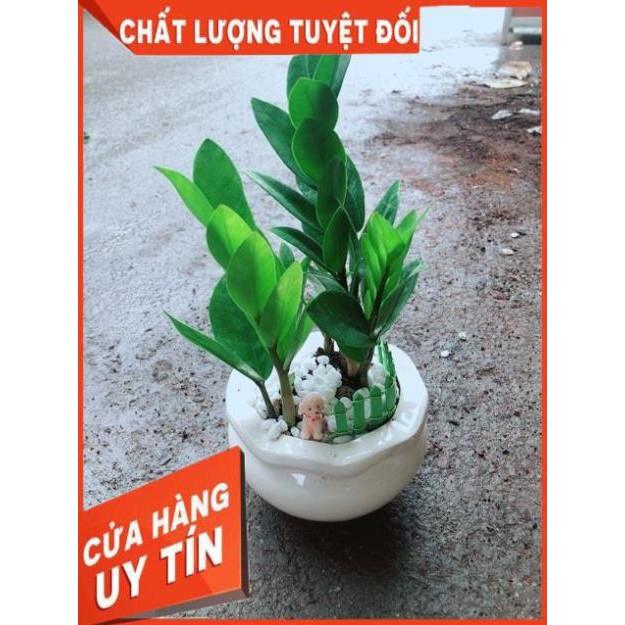 Chậu Kim Tiền Thái