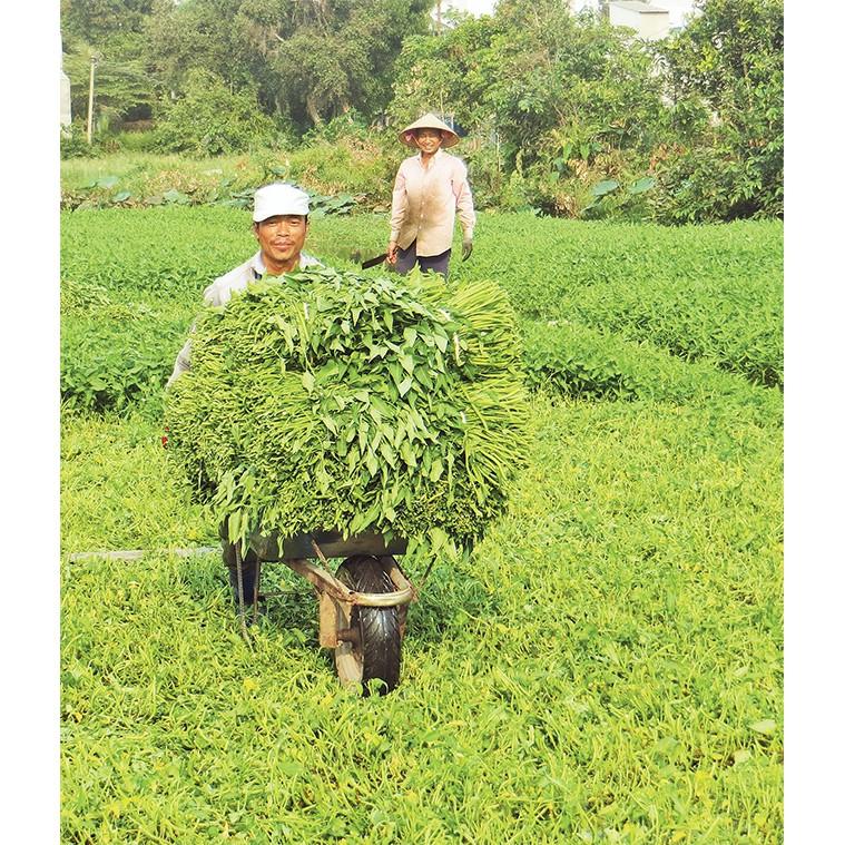 Hạt Giống Rau Muống cao sản