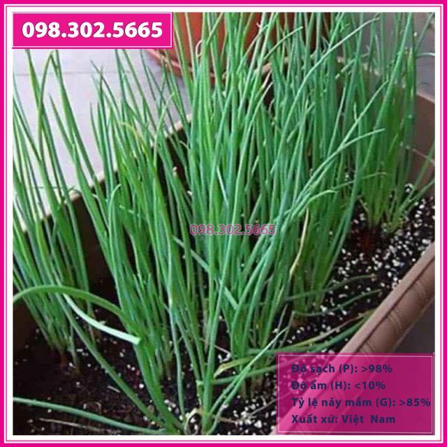 Hạt giống hành hương cao sản gói 5gr