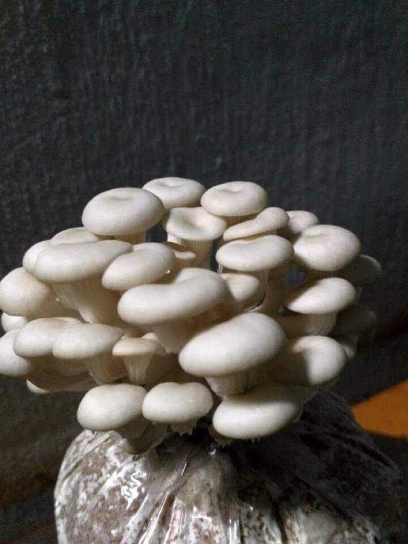 Phôi Nấm Sò Thái Trắng