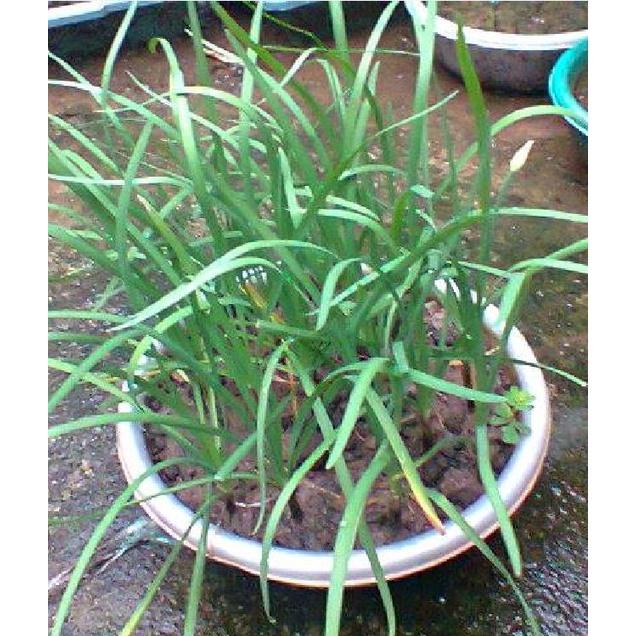 Hạt giống rau hẹ ta cao sản KNS3235 - Gói 2gram