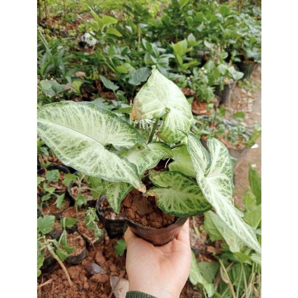 Cây trầu bà trắng