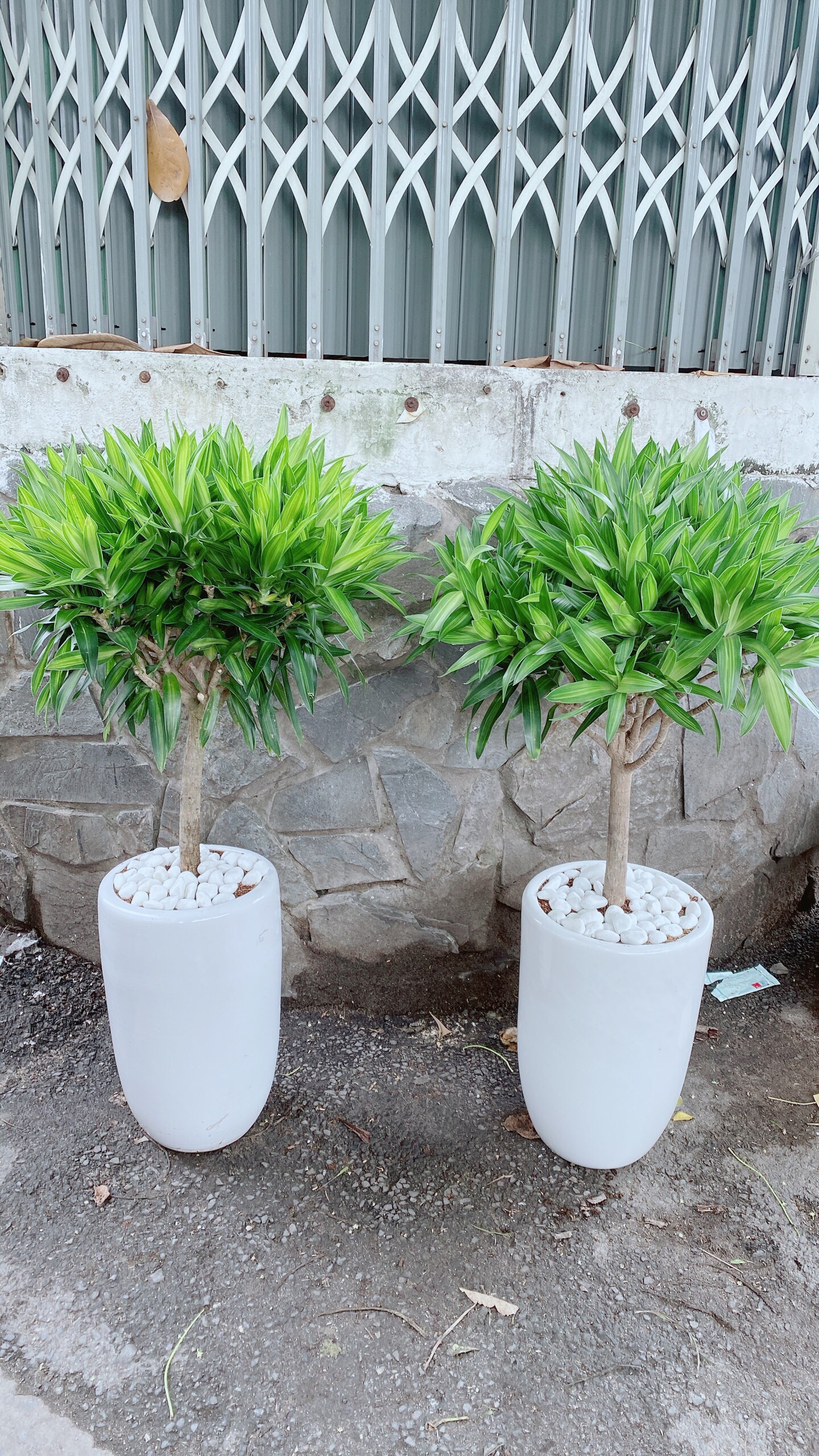 Chậu Cây Trúc Bách Hợp Lớn 1m