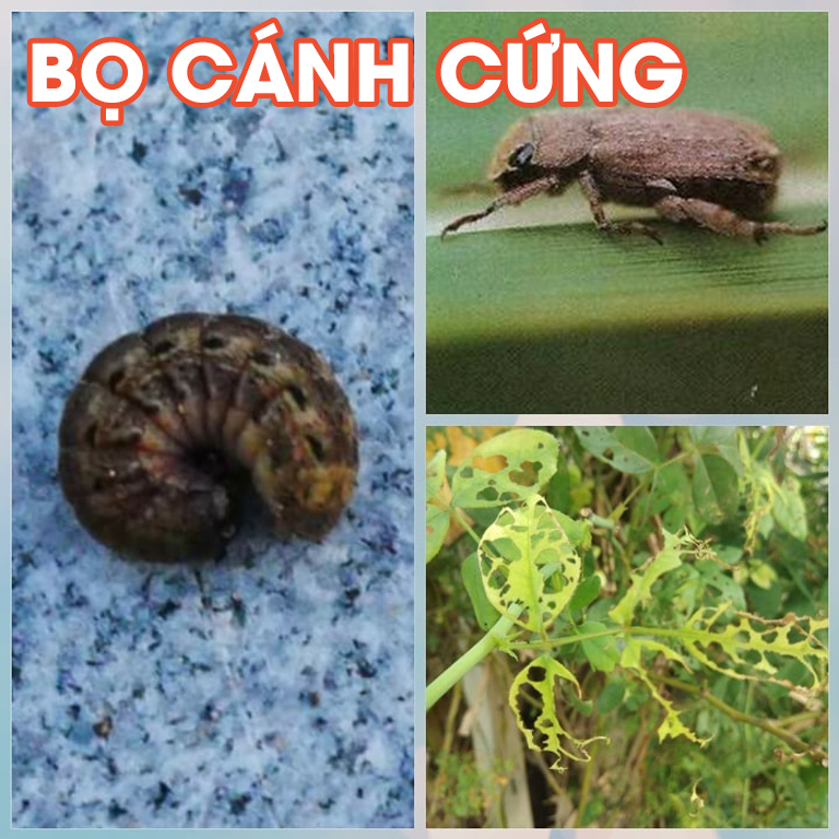 Dầu neem oil Kobi hữu cơ, nguyên chất, diệt bọ, trĩ, nhện đỏ, rệp, sâu, bảo vệ cây hoa hồng, phong lan, ép lạnh -50ml