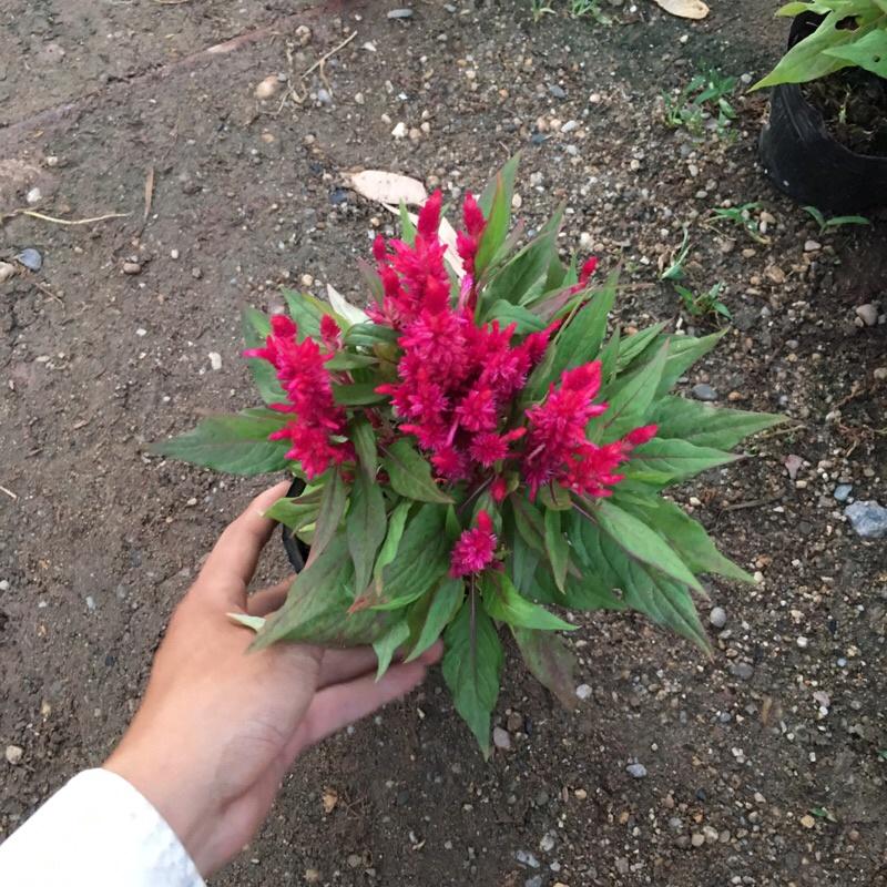 Cây hoa mào gà lửa đã có hoa