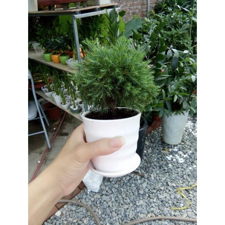 CÂY TÙNG BỒNG LAI