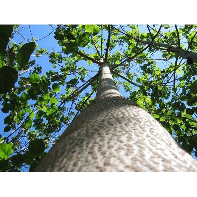 SẢN PHẨM: 800 GRAM HẠT GIỐNG CÂY HÔNG