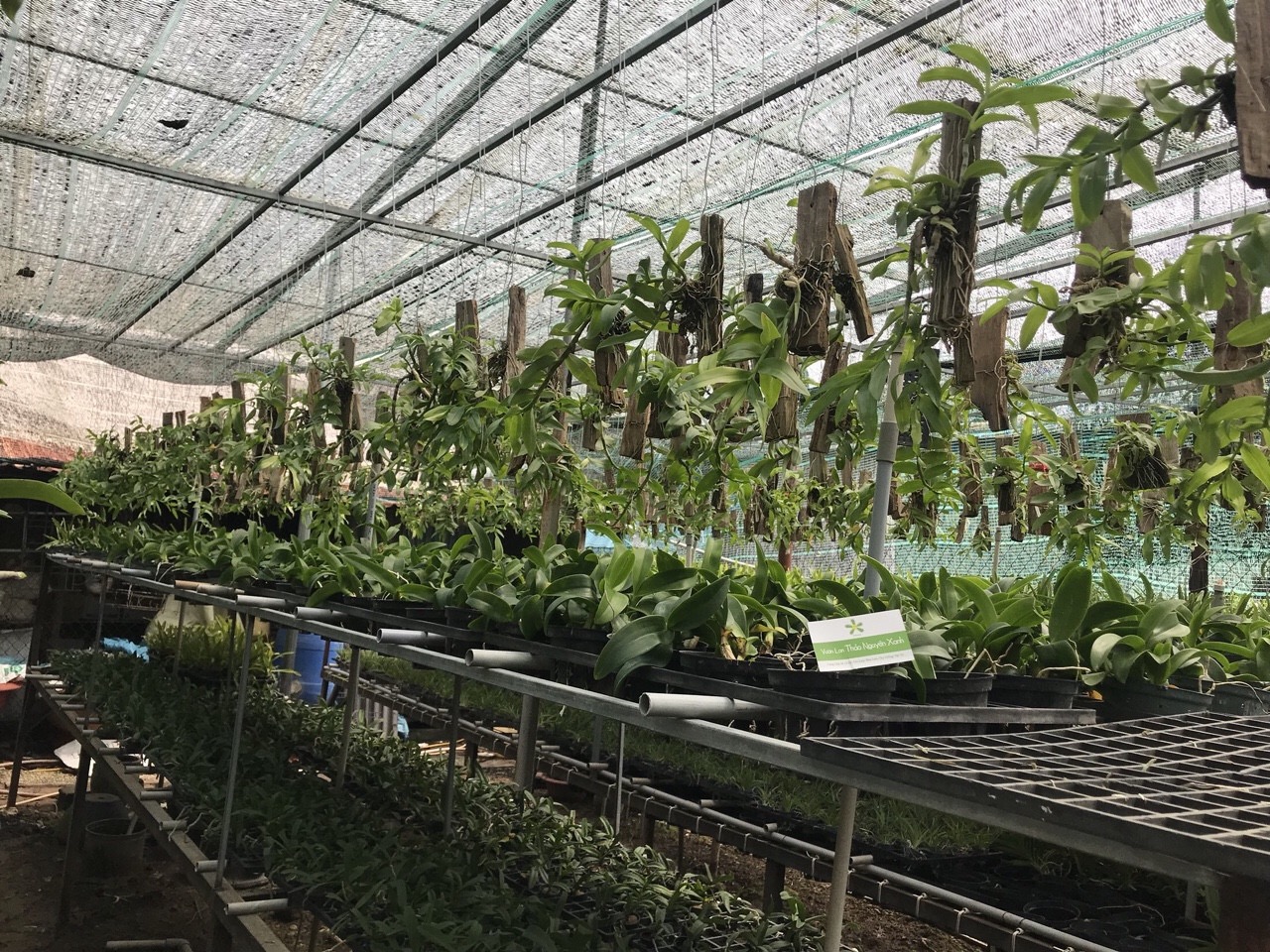 Trầm Hoa Tím Ghép Bảng Sẵn - Cây Đủ Tuổi Hoa