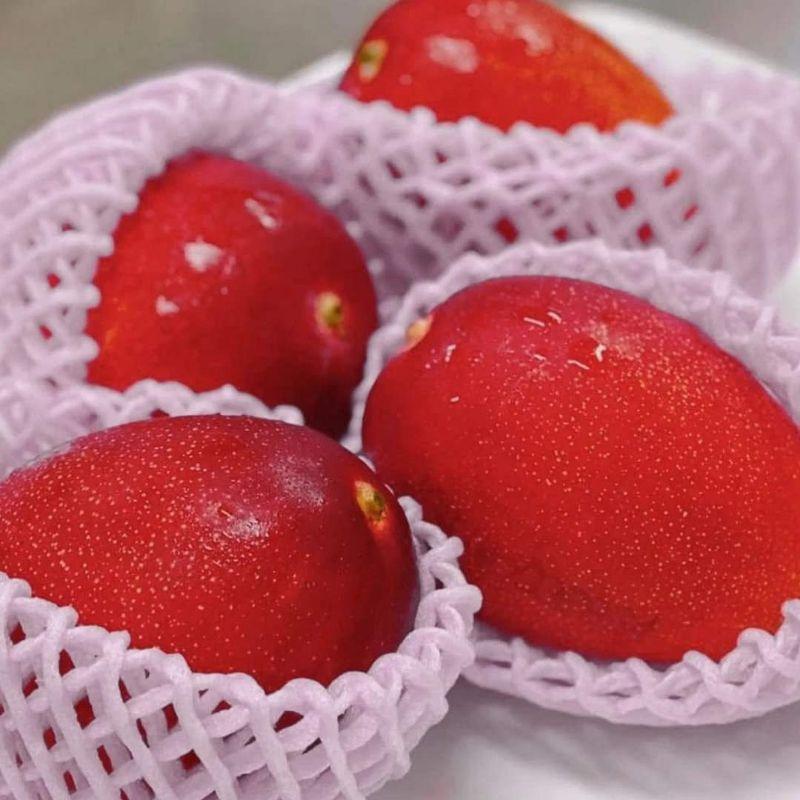 Cây giống xoài đỏ Nhật Bản ghép trồng chậu