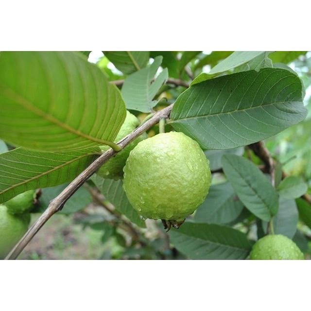 Ổi Găng Đông Dư, giá rẻ, dễ trồng, sai quả, ra quả quanh năm, quả ngâm r, chấm muối ớt hết nước chấm