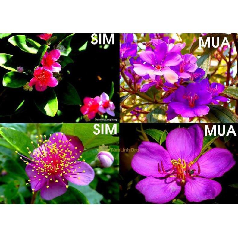 CHẬU HOA MUA TÍM THÁI LAN SIÊU ĐẸP