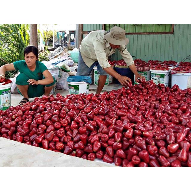 Cây giống Mận An Phước bầu to, siêu sớm. .