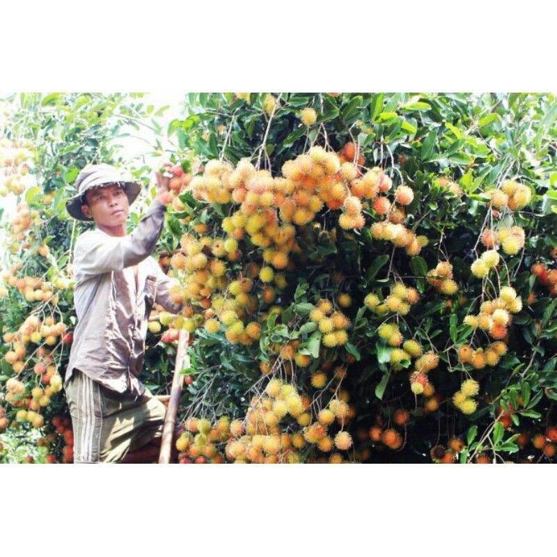 CÂY GIỐNG CHÔM CHÔM RUỘT VÀNG SIÊU SỚM