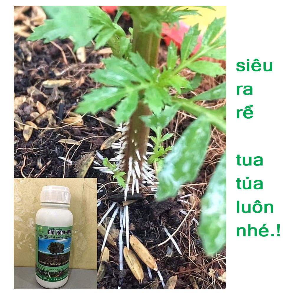 10 CHAI-Siêu ra rễ giúp cây bắn rễ tơ chống nghẹt rễ, thối làm cây chậm phát triển-76121