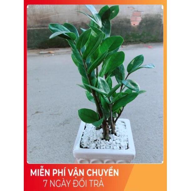 Chậu Kim Tiền Thái
