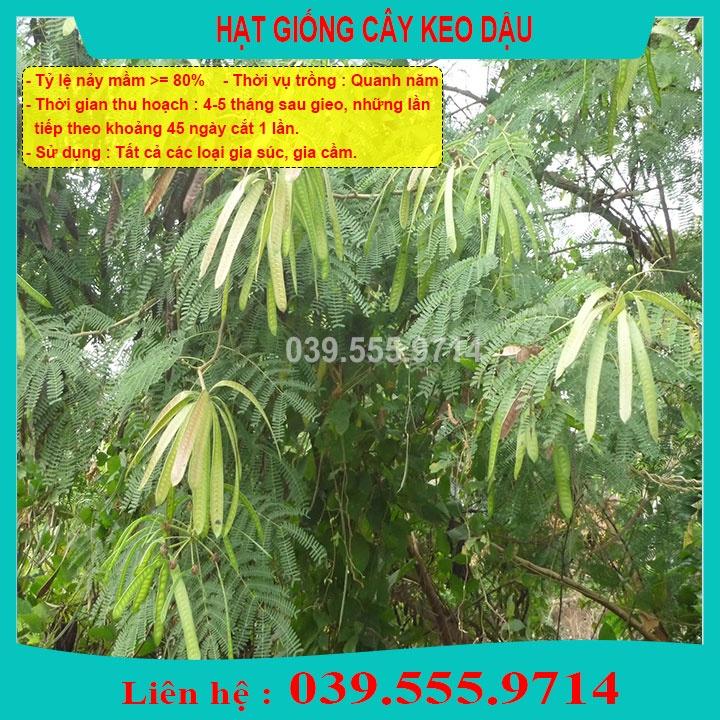 HẠT GIỐNG CÂY KEO DẬU 100gram - Cỏ Chăn Nuôi Trâu,Bò,Dê...