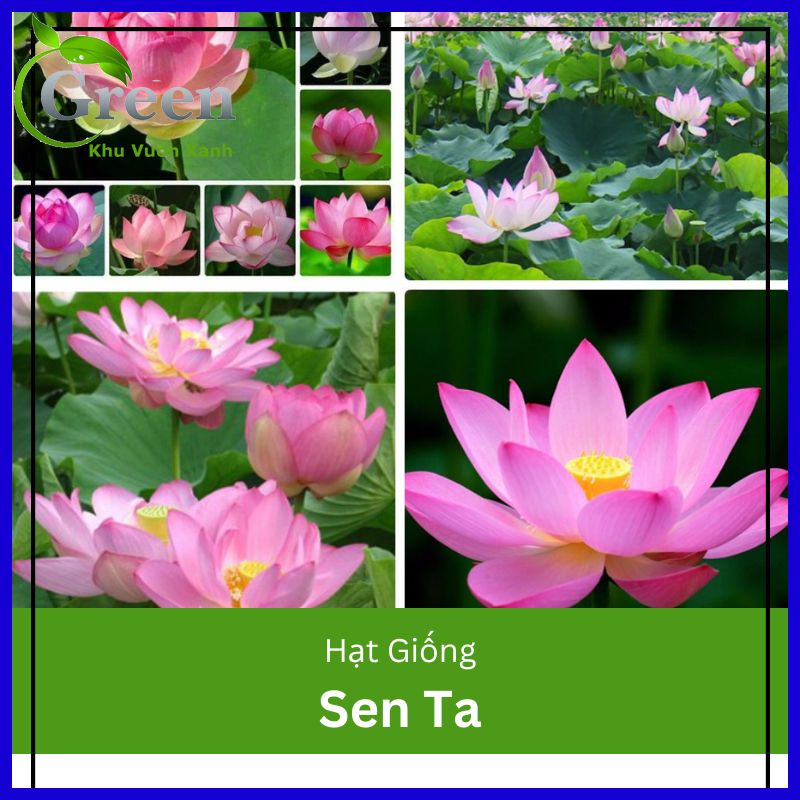 Hạt Giống Sen Ta Chất Lượng F1