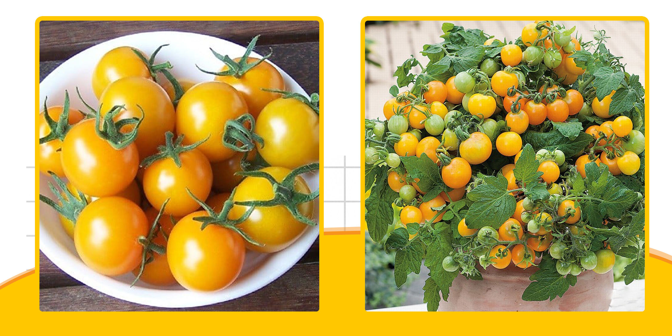Hạt Giống Cà Chua Cherry Vàng, Hình Dáng Tròn Nhỏ Như Quả Cherry , Màu Vàng Pha Chút Cam Đẹp Mắt Nông Sản Vàng
