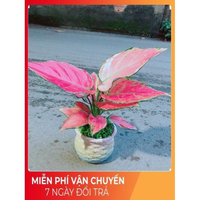 Chậu Vạn Lộc Hồng