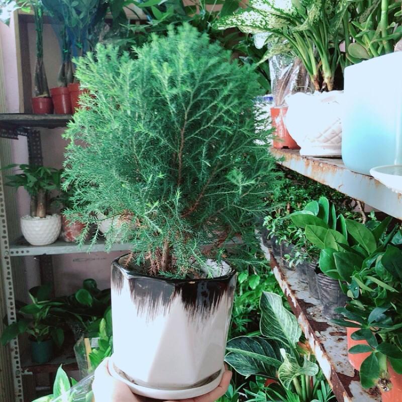 Cây Tùng Bồng Lai Kèm Chậu Sứ