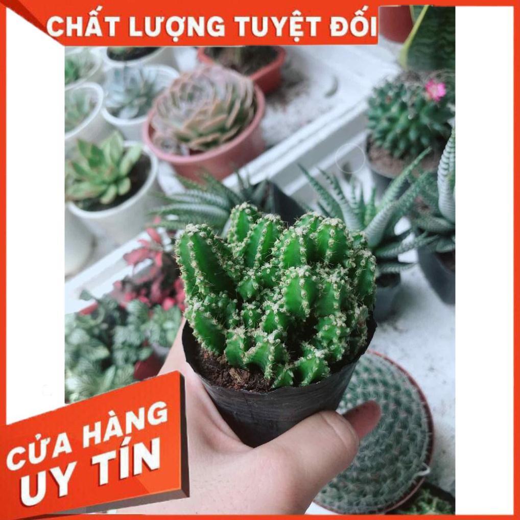 Xương rồng thanh sơn Nhiều Người Mua