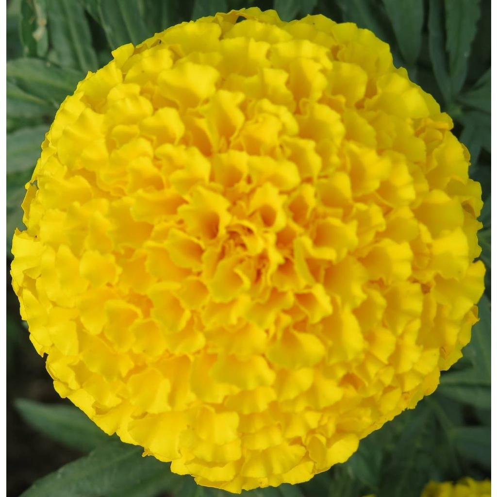 Hạt giống hoa Vạn Thọ vàng chanh Lở F1 ( 30 hạt - Chiều cao Dạng cây Lở 50cm - 60cm )