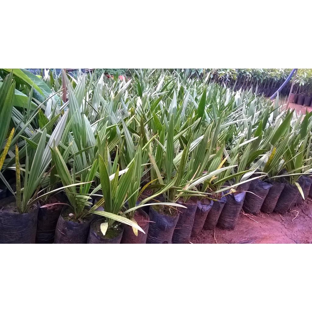 Cây giống Chà Là NAM MỸ Quả đỏ .