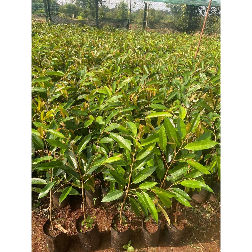 Cây giống sầu riêng thái