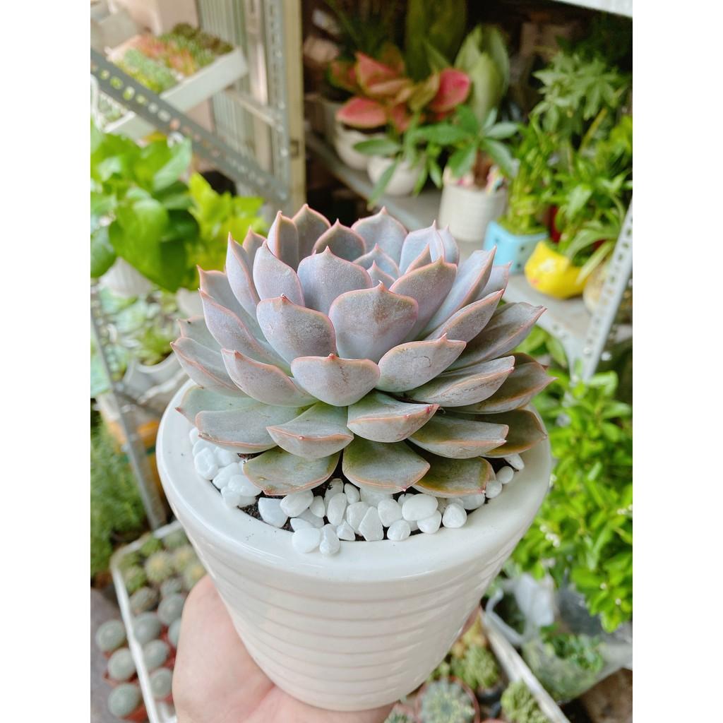 Chậu Sen Đá Tím Cánh Cứng Size Đại