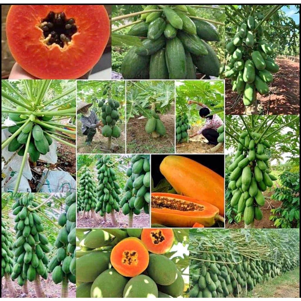 Cây giống Đu Đủ lùn ruột Đỏ THÁI LAN trồng chậu