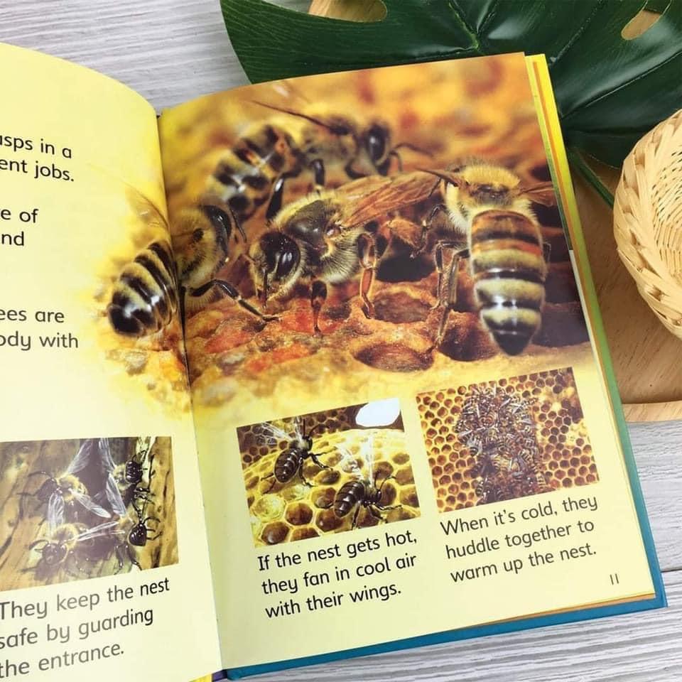 Usborne beginner nature 10q nhập màu box set