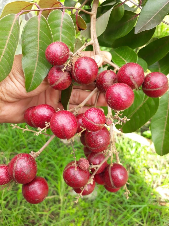 Cây Nhãn Tím Sóc Trăng Ghép Chuẩn