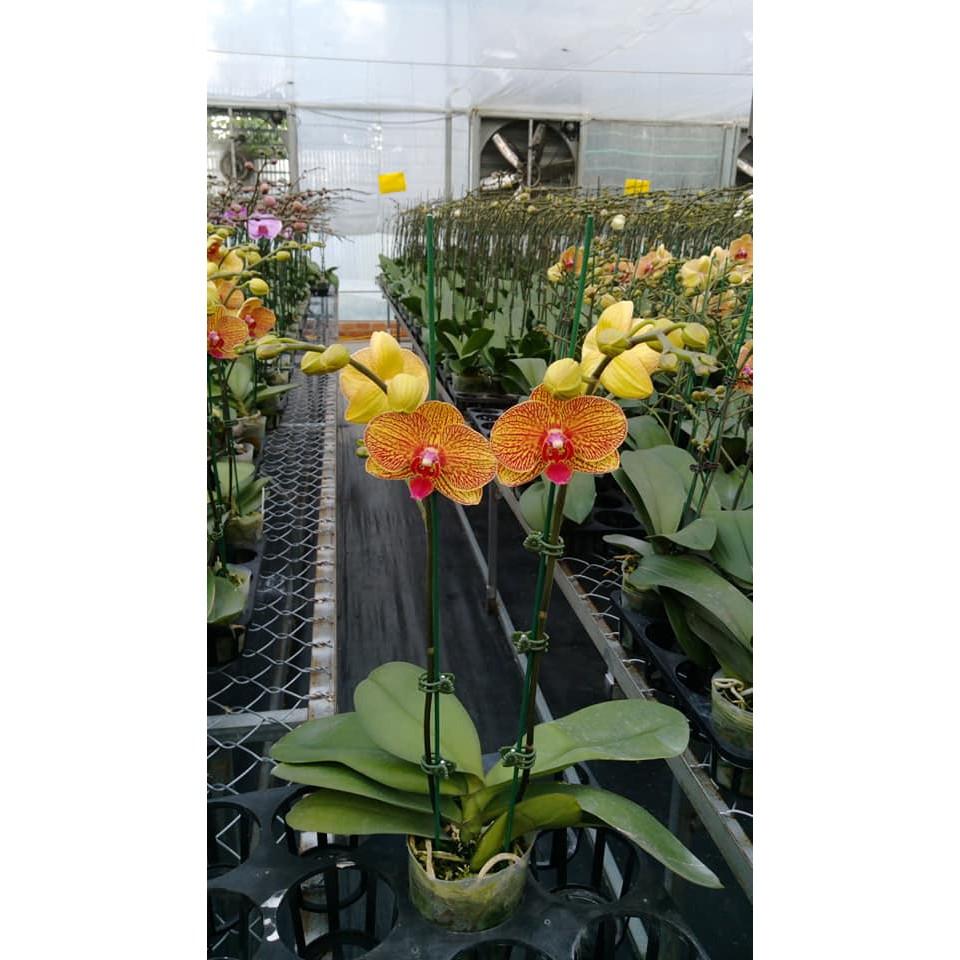 SET 100 cái KẸP BƯỚM CỐ ĐỊNH HOA LAN LOẠI 1
