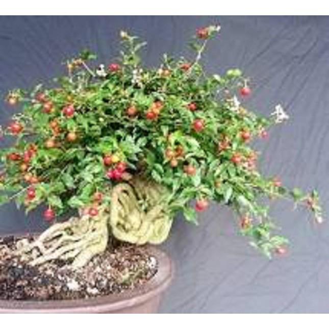 cây giống Hồng ngọc mai bonsai