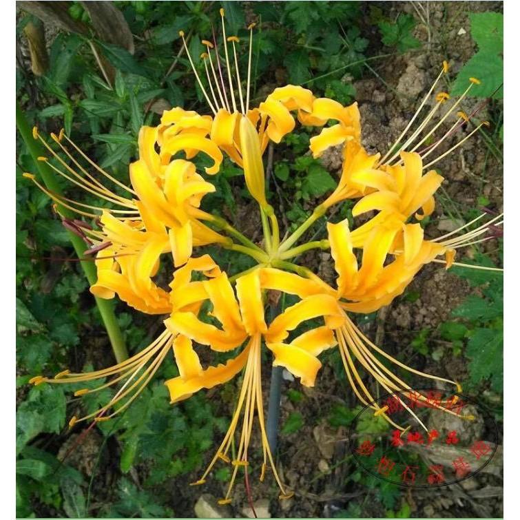 Bộ 5 củ giống hoa bỉ ngạn nhiều màu