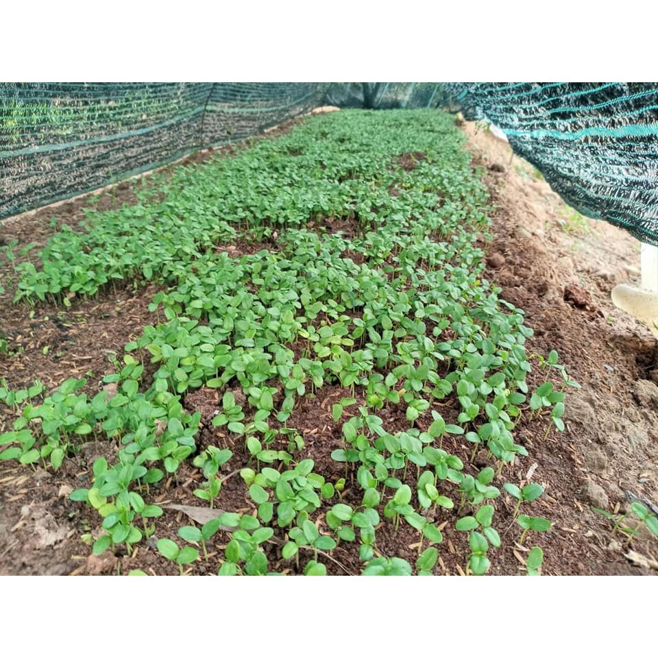 500 gram quả Trắc Đỏ giống