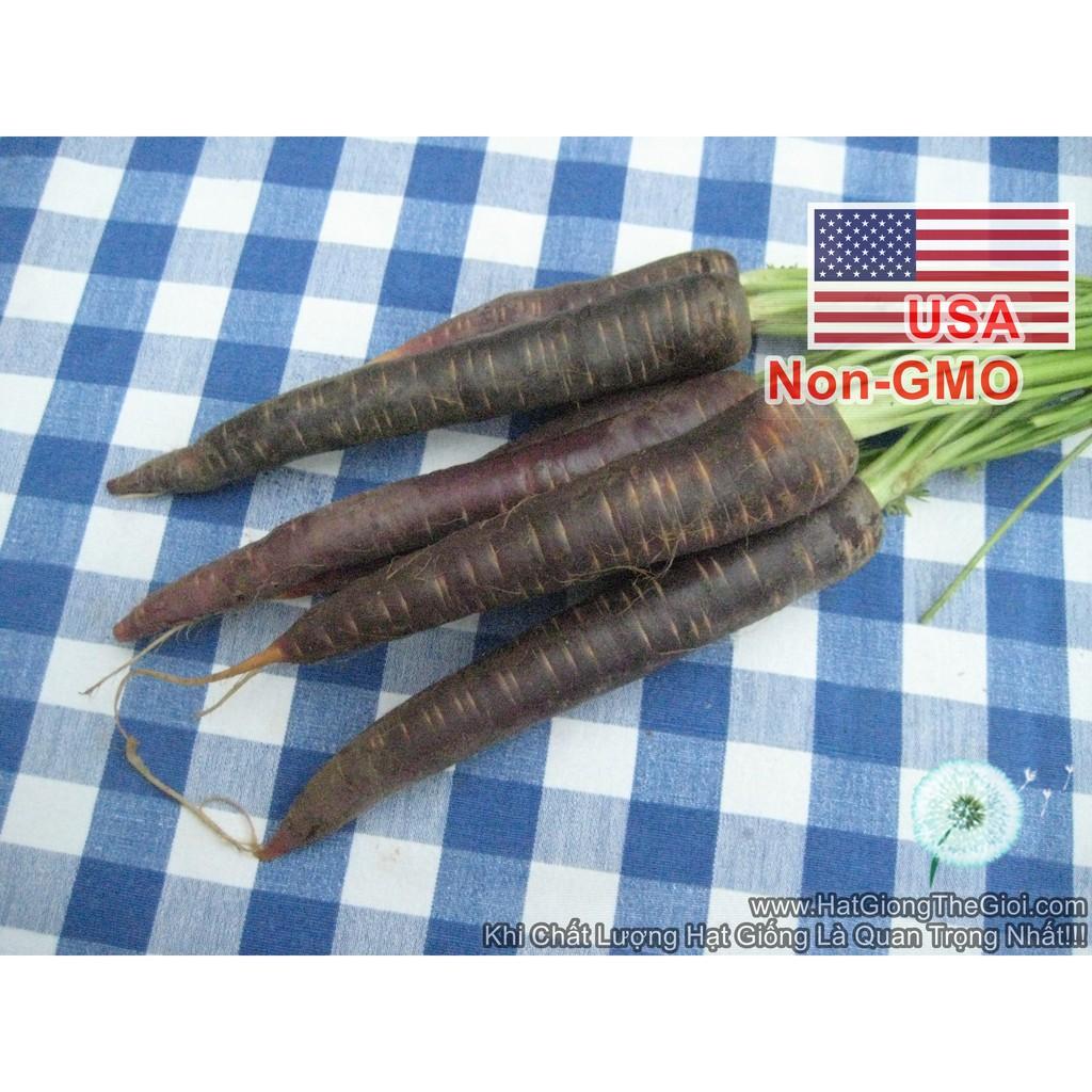 150h Hạt Giống Cà Rốt Đen Tím Black Giàu Anthocyanin (A1.101| C29*W31)