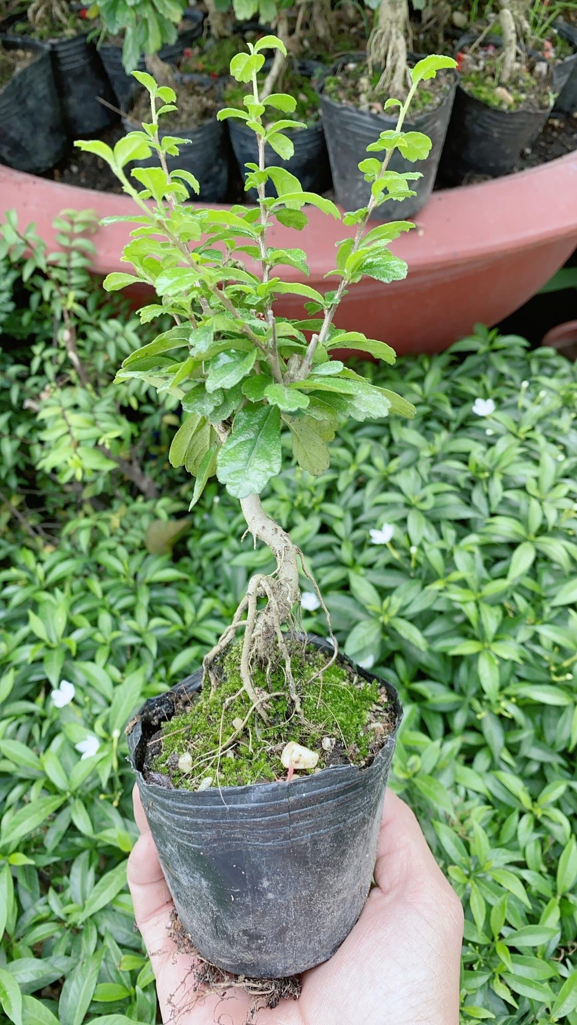 Cây Trà Phúc Kiếng