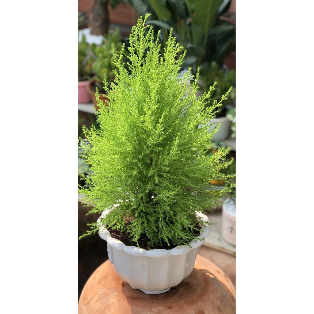 Chậu cây Tùng Thơm