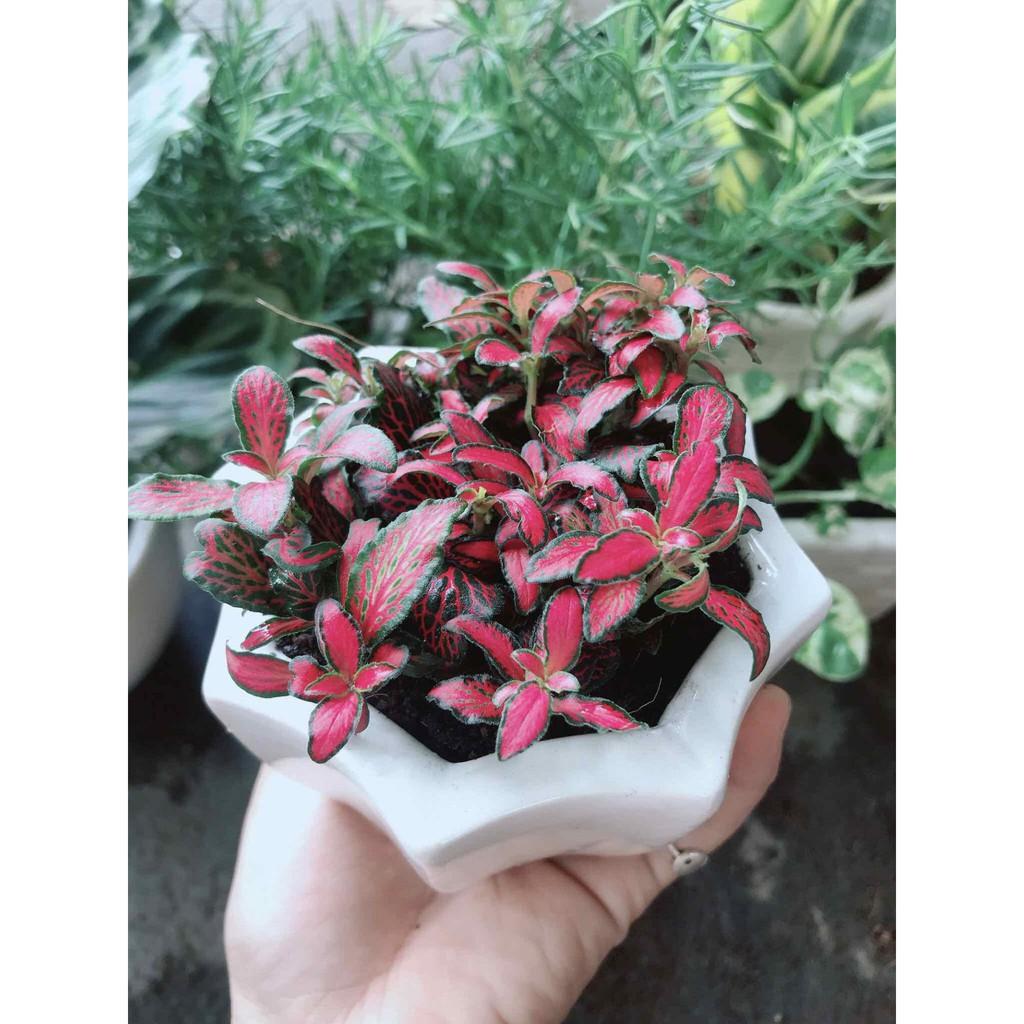 Chậu cây cẩm nhung Bán Chạy