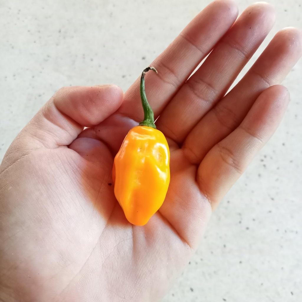 Combo 4 Gói Hạt Ớt Cay ( Kiểng Trái Tròn- Bhut Jolokia- Bonda- Charapita)