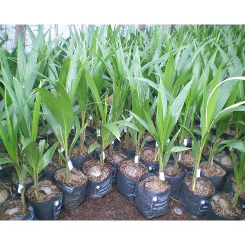 Cây giống DỪA XIÊN LÙN ĐỎ siêu quả - cây giống chuẩn F1