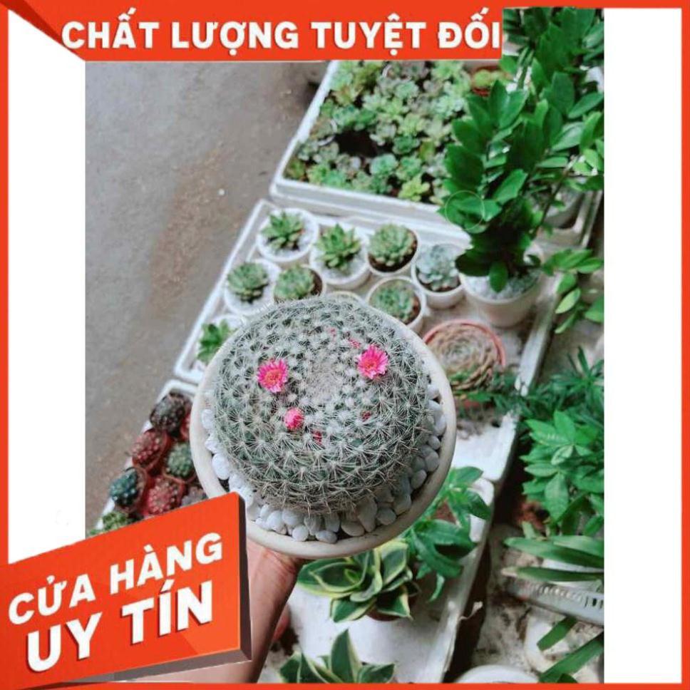 Chậu xương rồng nở hoa Nhiều Người Mua