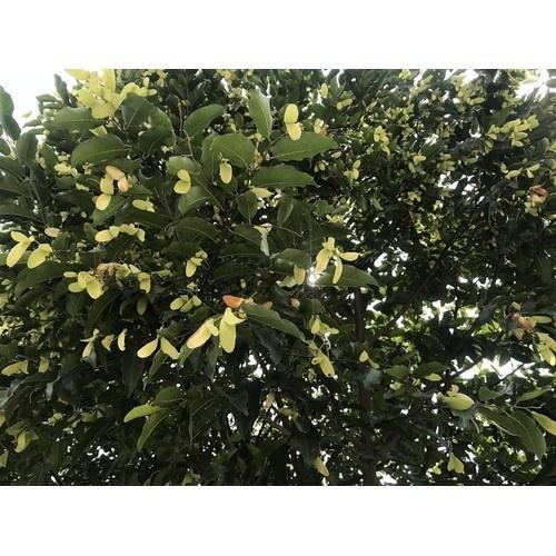 CÂY CÂY CHÒ CHỈ giống