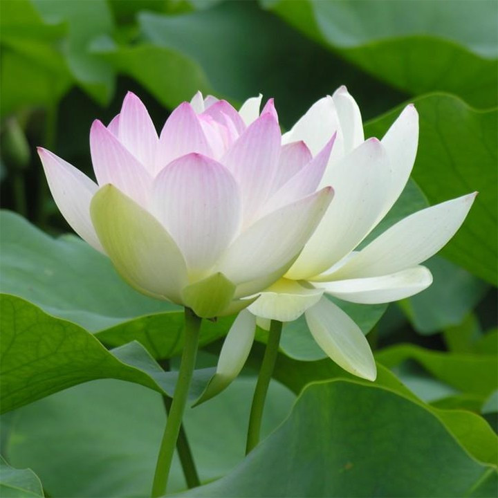 Hạt giống hoa Sen nhật Mini Mix 2