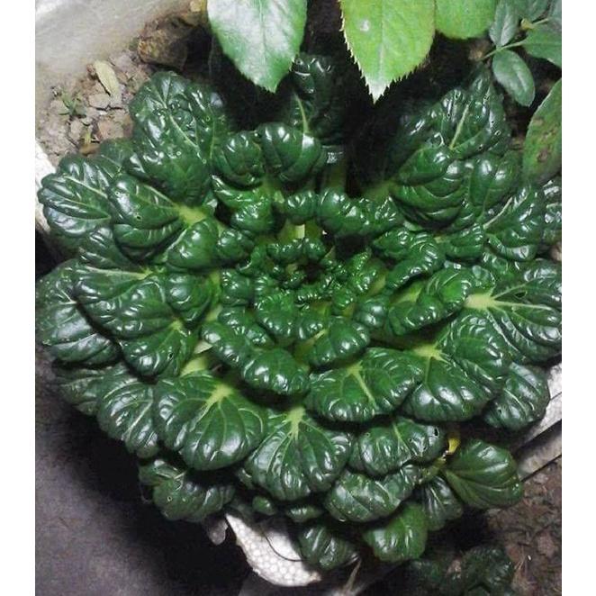 Hạt giống rau cải hoa hồng xanh KNS3396 - 1 gói 0.5gram